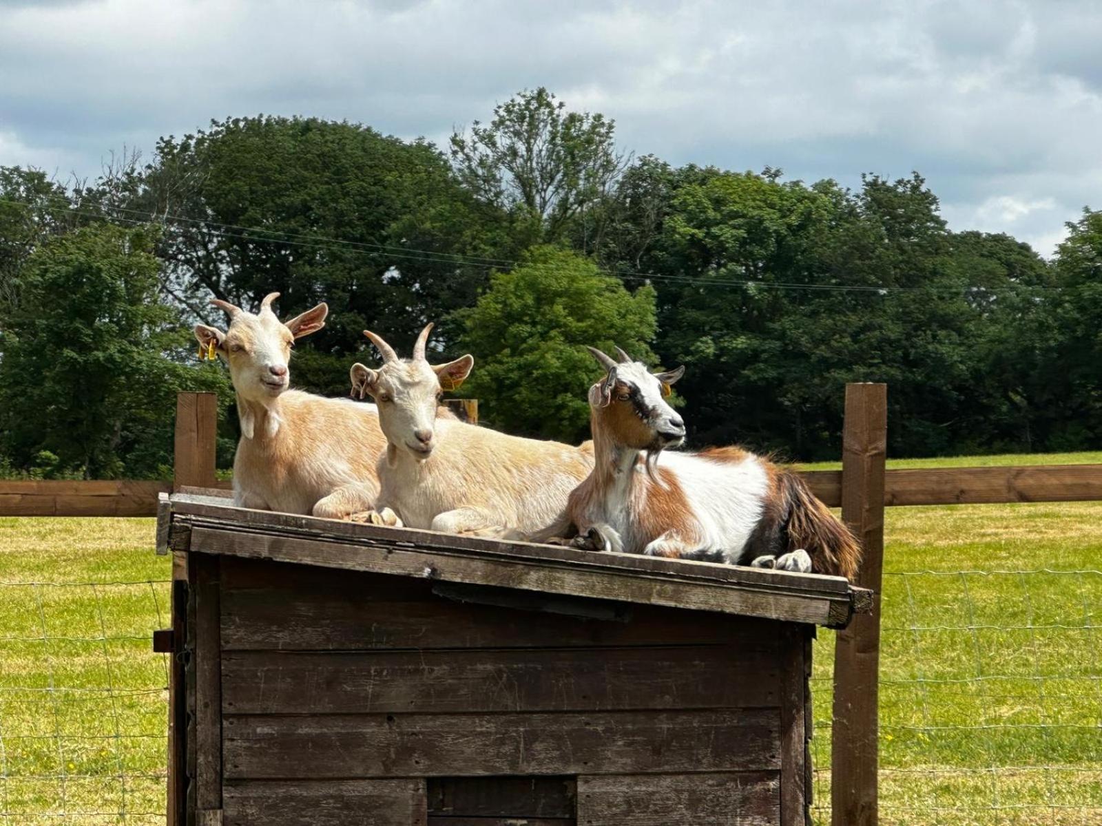 The Cow Shed Διαμέρισμα Narberth Εξωτερικό φωτογραφία